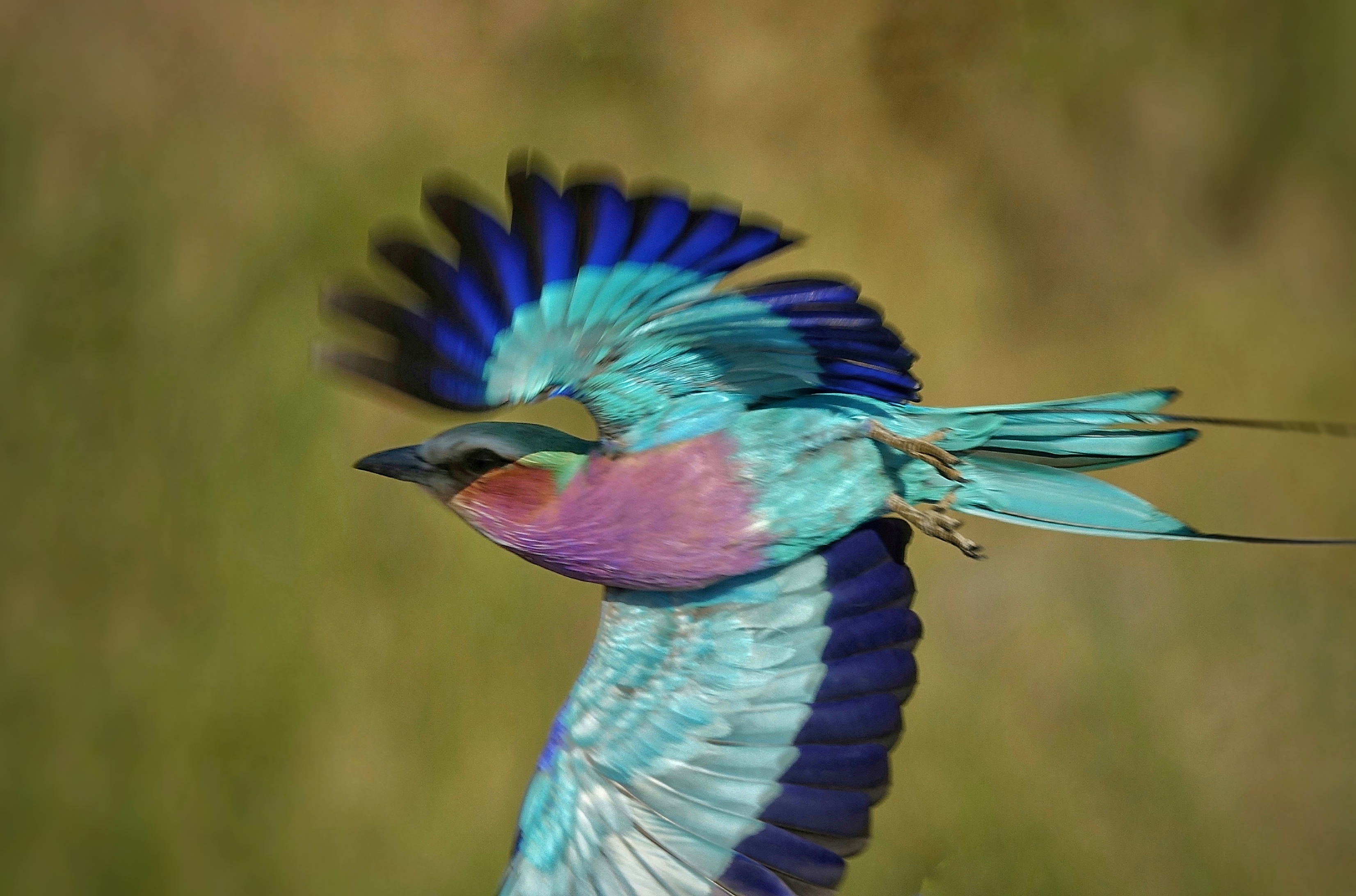 Oiseau coloré